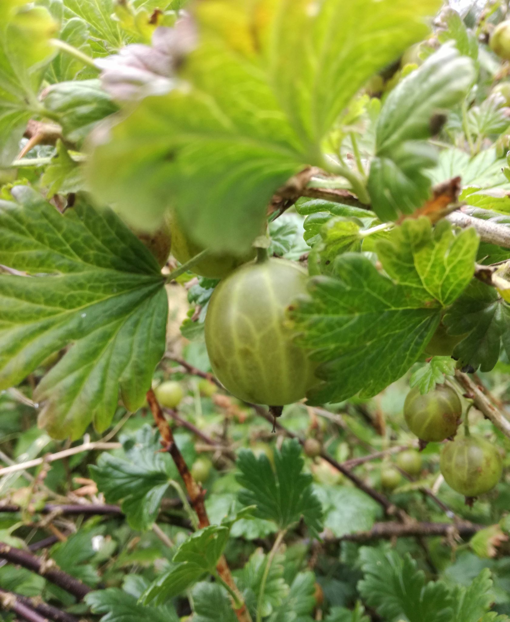 Stachelbeermarmelade aus frisch gepflückten Stachelbeeren - Dailyvegan