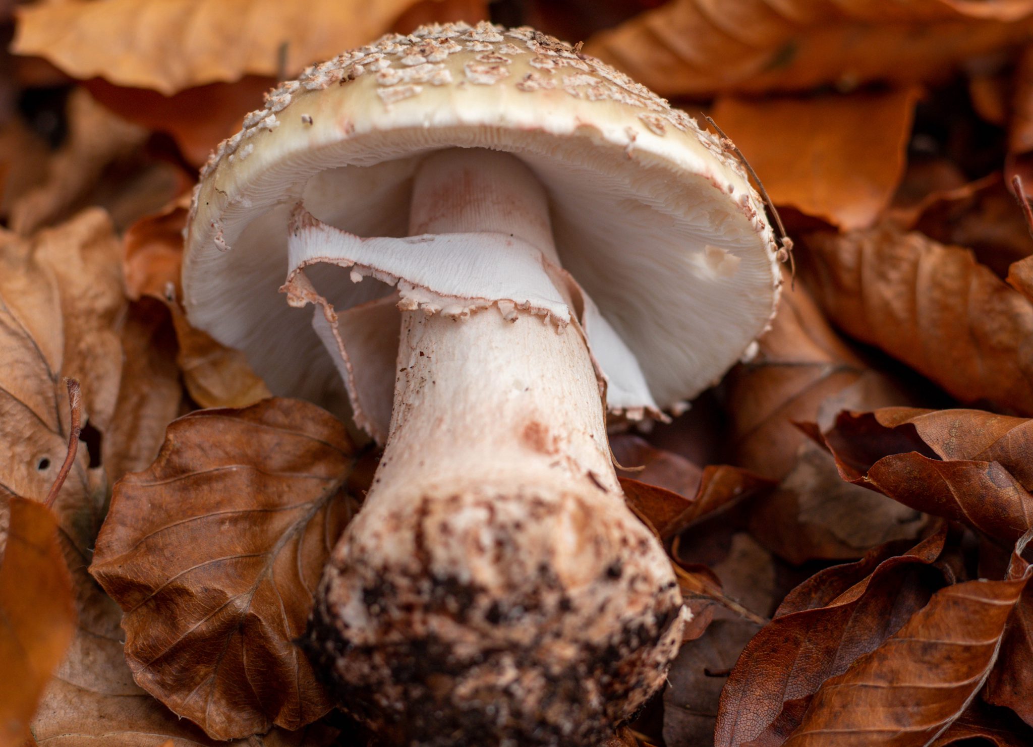 Heimische Speisepilze Sammeln. Mein Kleines Lexikon Der Pilze - Dailyvegan