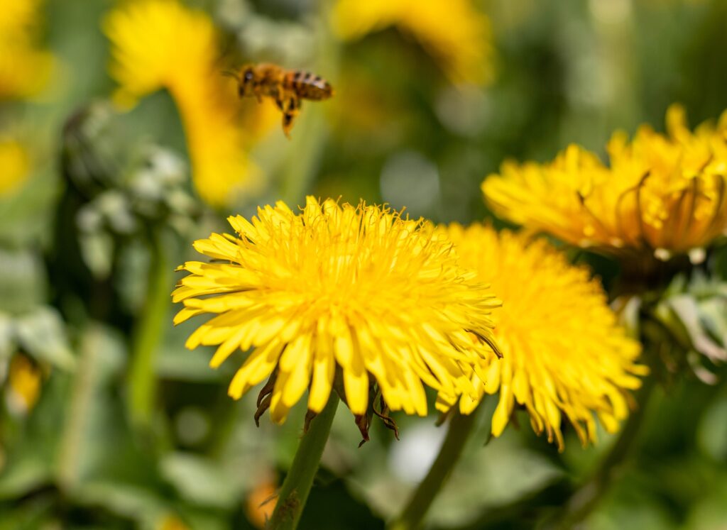 1. Dandelion flowers: around 400 of them need to be picked. That sounds like a lot, but it happens very quickly on a yellow-dotted meadow and afterwards you don't even notice that something is missing.