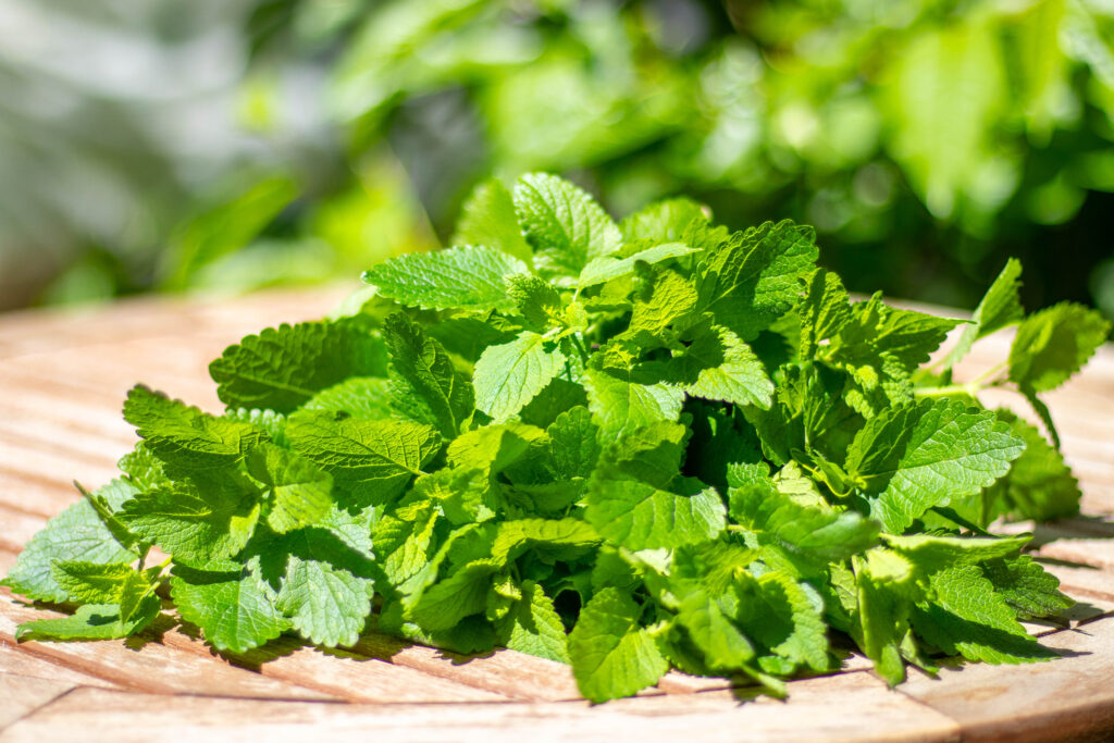 Zitronenmelisse, frisch im Garten geerntet