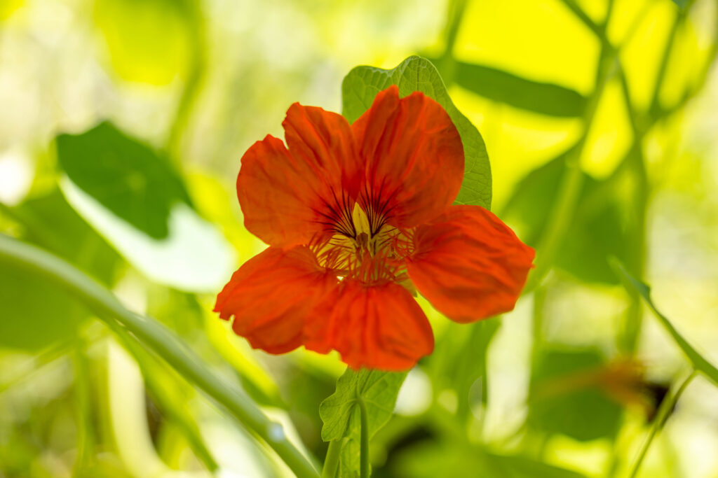 Kapuzinerkresse - ein aromatischer Gruß aus dem Garten