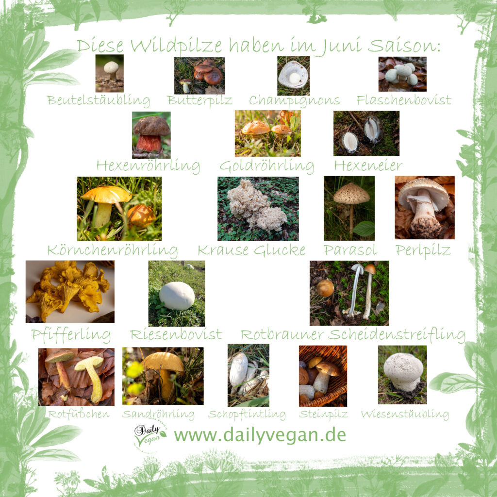 Saisonkalender: diese Pilze haben im Juni Saison