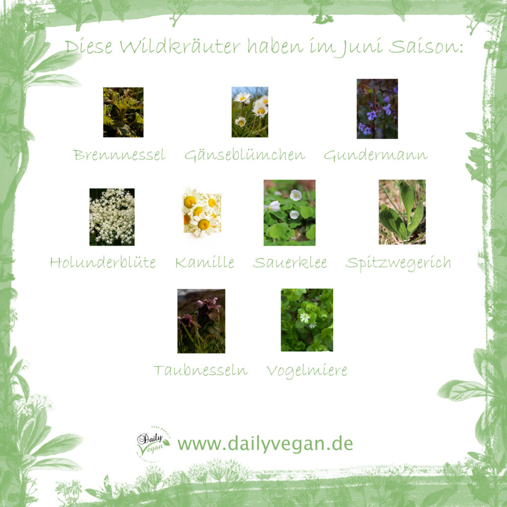 Saisonkalender: diese Wildkräuter und Wildpflanzen haben im Juni Saison