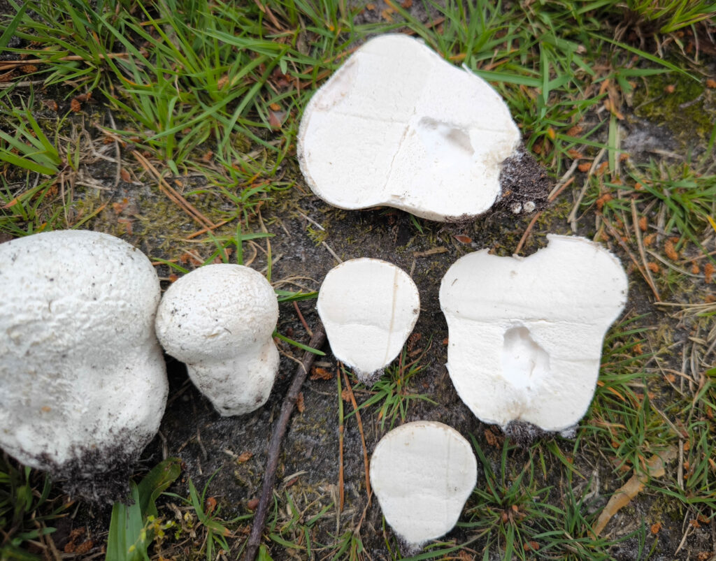 Wiesenstäubling - Wiesenstaubbecher - Wiesenbovist auf einer Wiese, teilweise im Anschnitt