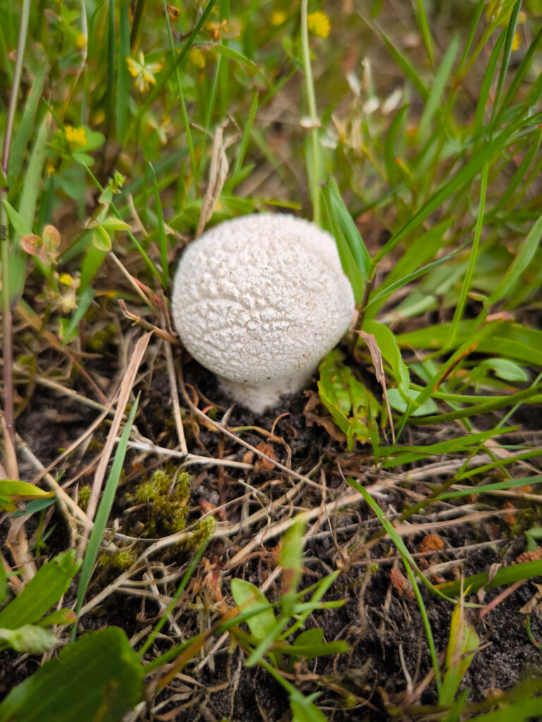 Pilzanfänger*innen sollten auf das Sammeln rein weißer Pilze verzichten.