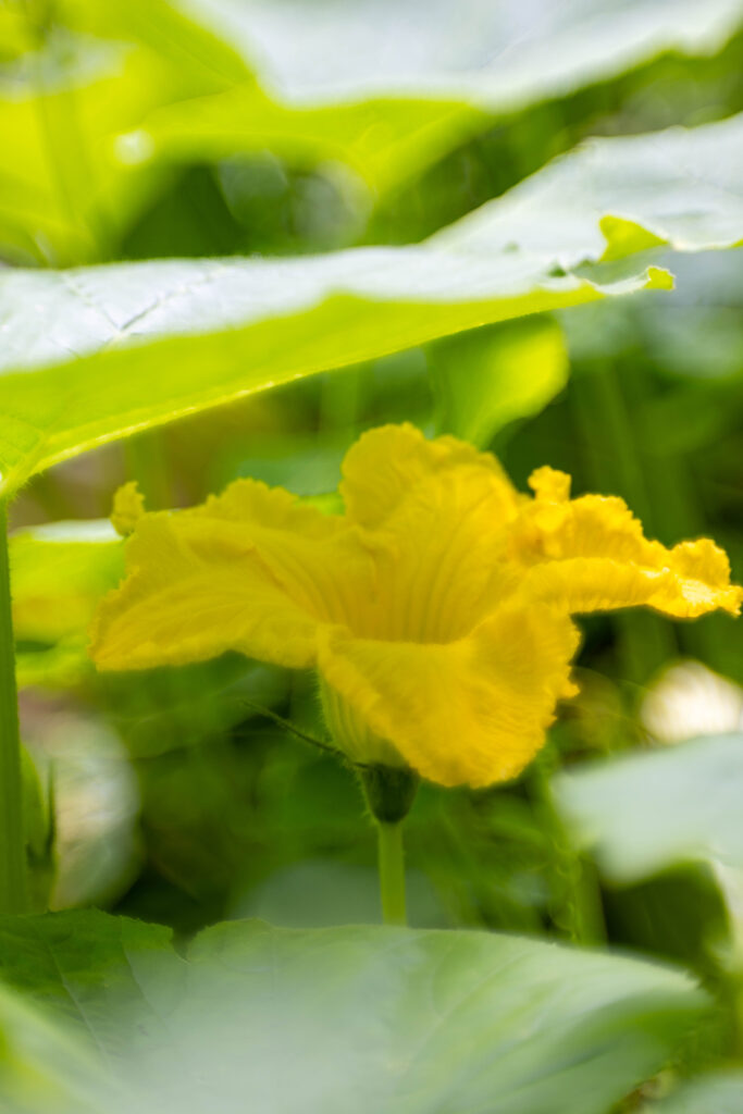 Eine geöffnete, männliche Blüte vom Hokaidokürbis. Kaum von einer Zucchiniblüte zu unterscheiden.