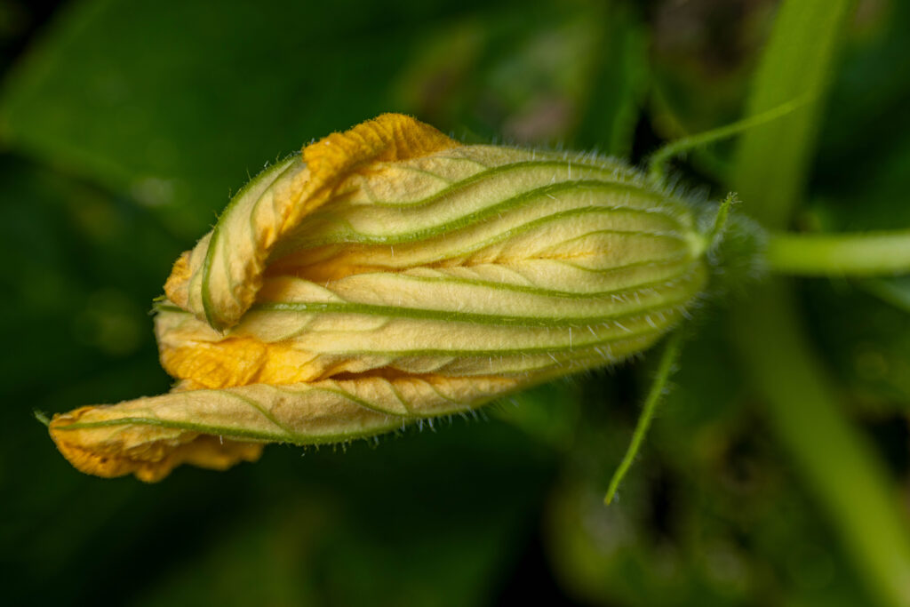 Eine männliche Zucchiniblüte. Erkennbar an ihrem dünnen, langen Stiel.