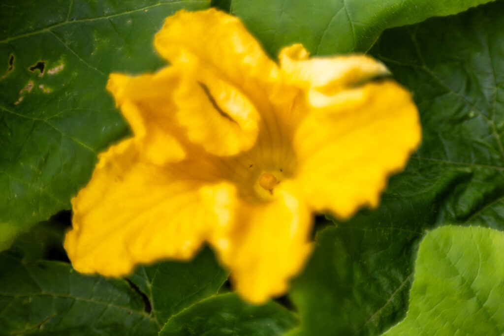 Männliche Zucchiniblüte mit dem sogenannten Stempel in der Mitte.