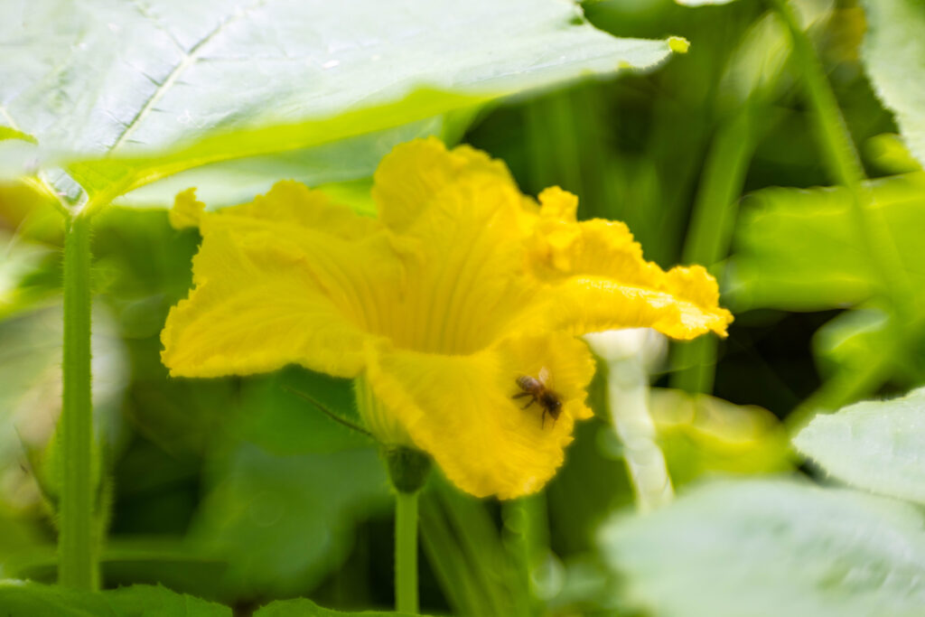 Männliche Zucchiniblüte mit Biene. Man erkennt sie am langen, dünnen Stiel.