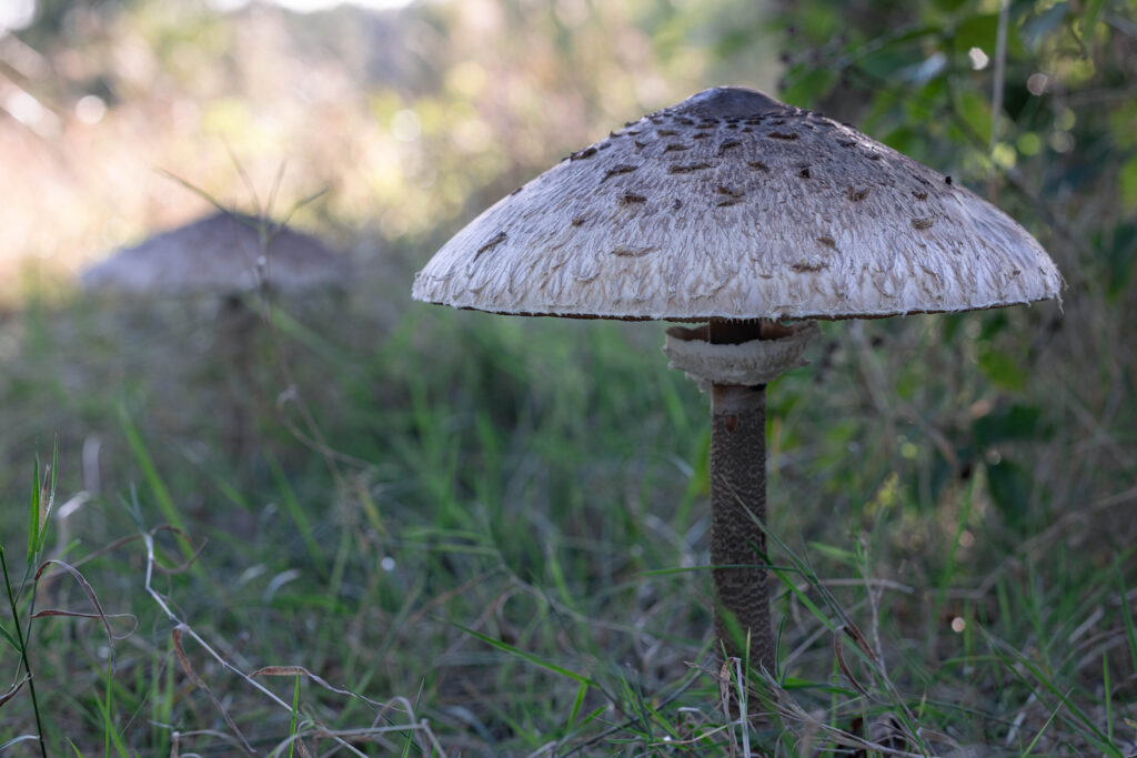 Parasolpilze auf einer Waldlichtung