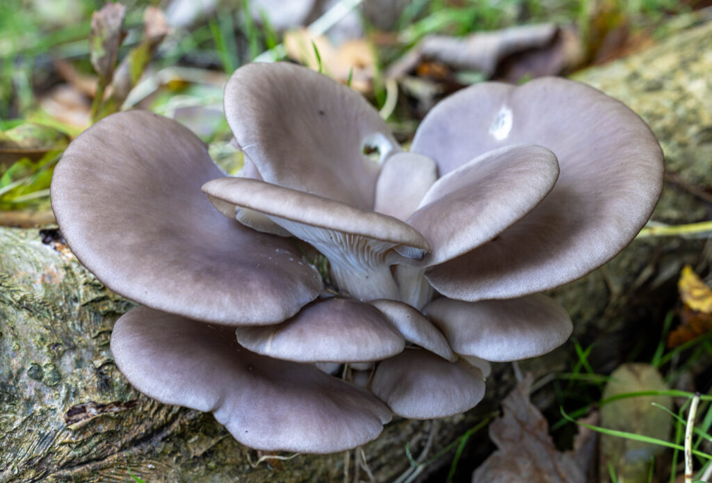 Austernseitlinge haben graubräunliche, cremefarbene bis stahlblaue Hüte. Hier die typischste Variante: grau mit leichtem Blau- und Braunstich.