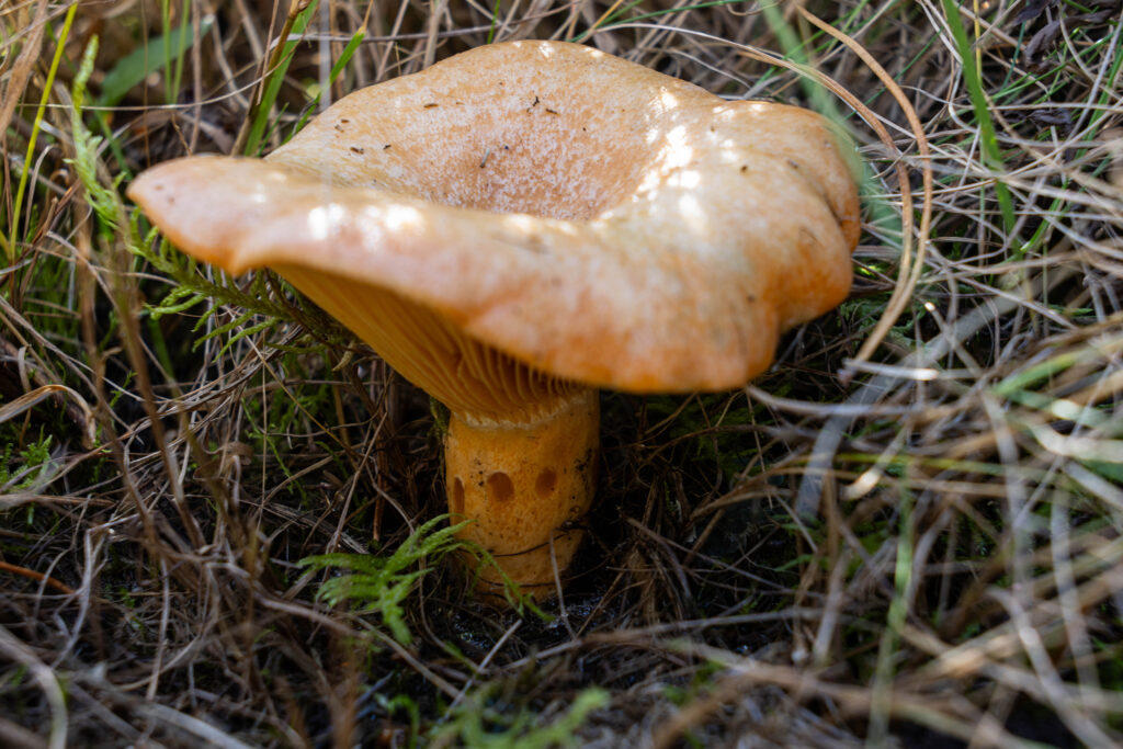 Der Edelreizker wächst von Juli bis November im Nadel- und Mischwald auf kalkhaltigen Böden.