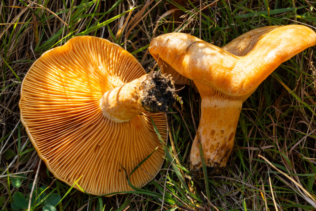 Die Lamellen sind orange bis orangeockerfarben.