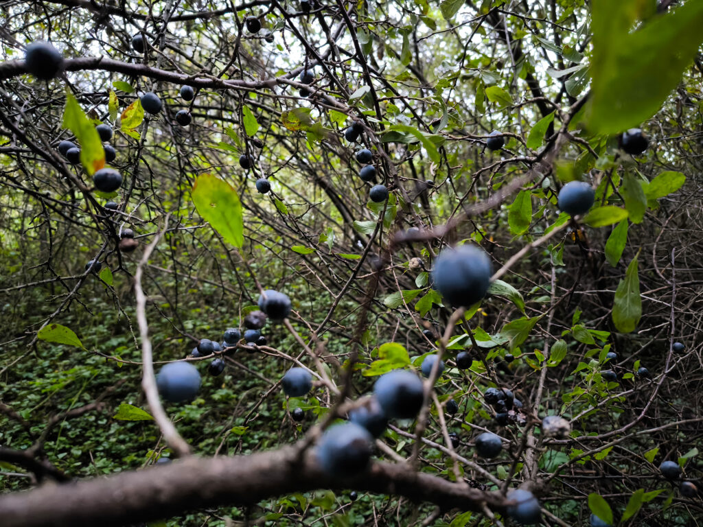 Frische Schlehen am Strauch