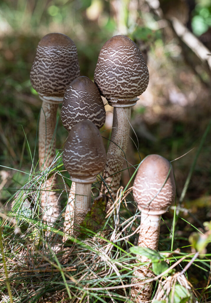 Die Parasolhüte findest Du direkt auf Wiesen, an Wegrändern oder im Wald. 