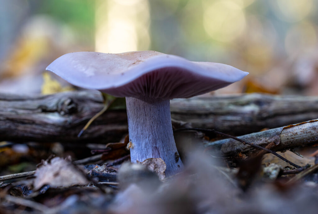 Violetter Rötelritterling, eine Schönheit unter den Pilzen, mit einem besonders aromatischem, leicht süßlichen Geschmack.