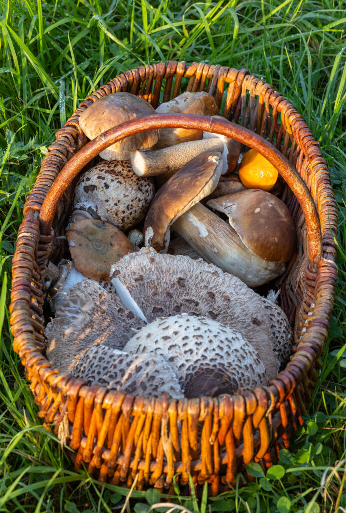 1. Der Pilzkorb nach einem schönen Waldspaziergang.