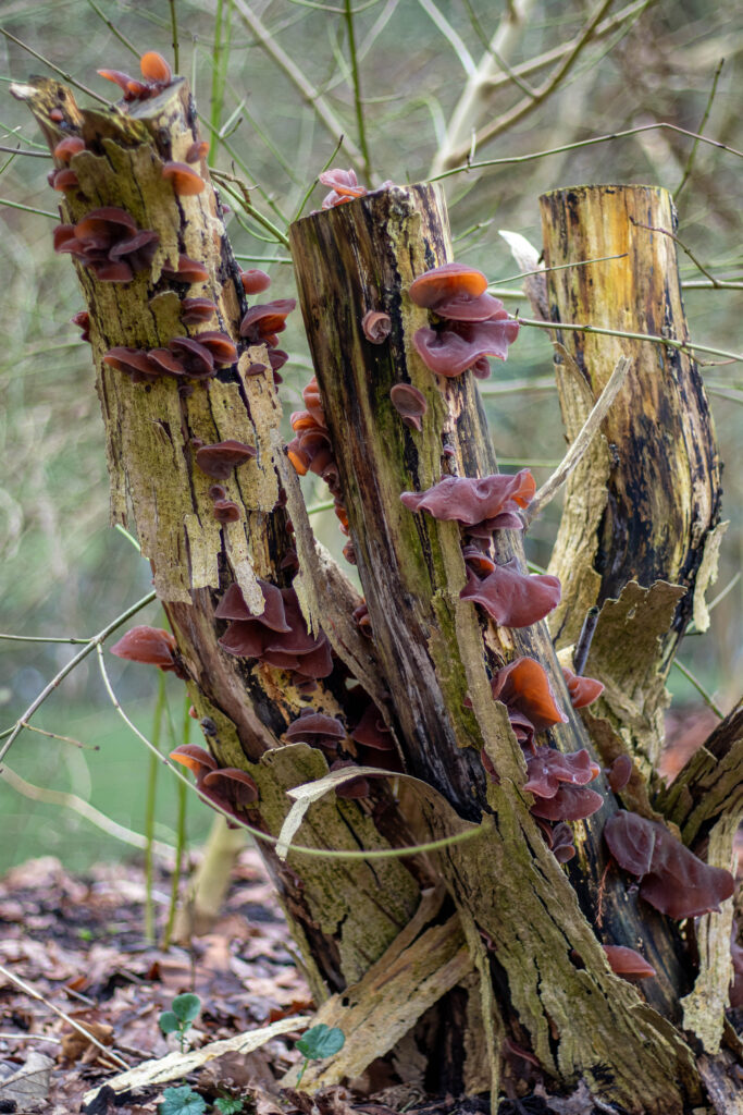 Der Holunderschwamm ist nahezu auf der ganzen Welt verbreitet - hier auf einem abegsägten Holunderstamm im Bremer Rhododendronpark