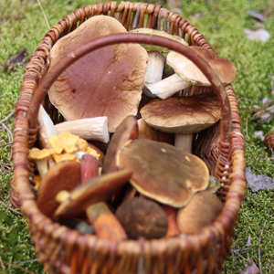 Der Pilzkalender - wann haben welche Pilze Saison?