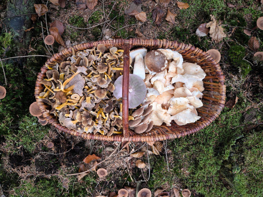 Ein Korb voller Pilze im Moss. Mit verschiedenen Pilzarten, die im Spätherbst vorkommen.